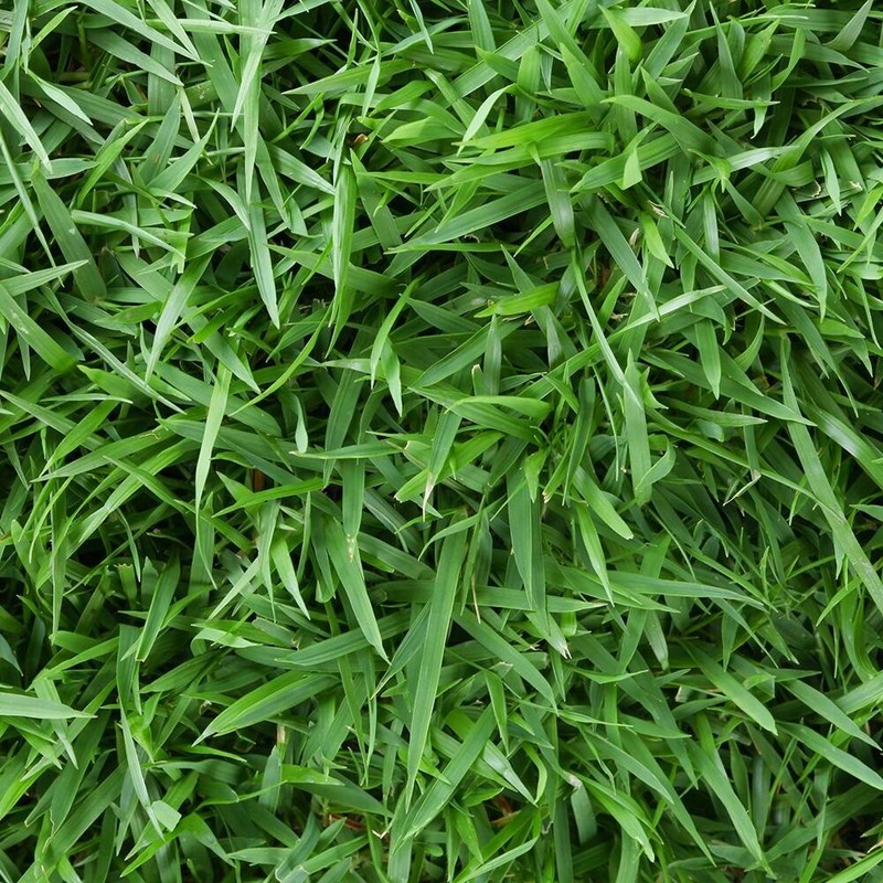 Zeon Zoysia grass seeds 1 lb- very limited